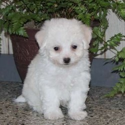 Drake/Bichon Frise/Male/11 Weeks,Drake is a cute Bichon Frise puppy that has a fluffy snow white coat of fur. This friendly pup is great around children and has an outgoing personality. Drake has been vet checked, is up to date on shots and wormer and comes with a health guarantee provided by the breeder. Plus, he can be registered with the ACA. If you would like to welcome Drake as the newest member of your family, please contact the breeder today!