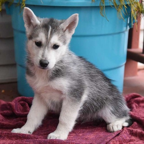Brad/Siberian / Husky Mix/Male/Puppy Adopt a dog:Brad/Siberian / Husky Mix/Male/Puppy,Brad is a friendly and outgoing Siberian Husky Mix puppy that would love to be part of your family! This pup is family raised with children. He is vet checked, up to date on shots and wormer plus comes with a health guarantee provided by the breeder! To learn more about this sweet pup, please contact the breeder today!Naomi Fisher is a breeder located in Elizabethville, PA who currently has a litter of Siberian Husky Mix puppies for sale. To meet one of these friendly pups, call Naomi today!
