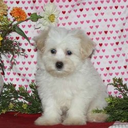 Maxwell/Maltipoo/Male/10 Weeks,Meet Maxwell, an adorable Maltipoo puppy with a soft and fluffy coat. He is vet checked, up to date on shots and wormer, plus comes with a health guarantee provided by the breeder. Maxwell is raised around children and enjoys being held and snuggled. To learn more about this little cutie, please contact the breeder today!