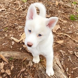 Zeus/Pomsky/Male/16 Weeks,Zeus is a handsome pure white “polar bear” Pomsky with blue eyes!!! He loves his cuddles and is very calm for a Pomsky!These puppies are well socialized and little cuddle bugs! They are second-generation 50/50 Pomskies and are charting to be only 18-22 pounds full grown! They love attention and everyone they meet. They are raised inside our home and socialized daily with our family and other animals. They have begun the first steps in potty training and proper social skills. They will come with a TWO-YEAR genetic health guarantee!Here at Pristine Pomskies we pride ourselves in ethical breeding and are one of the first Pomsky breeders in the USA. We started our breeding program in 2013 and have perfected both the health and temperament of our Pomskies! All of our puppies are raised in our home and socialized daily. We take our breeding very seriously since we see every puppy as not just a puppy, but as a family fur-baby. We only have around 2 litters a year, so contact us today to apply for your Pomsky pal!