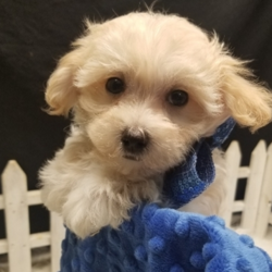 Bentley/Maltipoo/Male/16 Weeks,Bentley is a combination of gorgeous looks and great personality. When you hold him, you will never want to let go. He loves to snuggle and play, so you will be set with this pup. Whether playing all day or relaxing on the couch, Bentley promises to be your most loving companion. If you decide to take Bentley home with you, he will arrive with an up to date vaccination record, a head to tail health exam, a sample of his dry food, tail docked, dewclaws removed and microchipped for his safety. If you never believed in love at first sight, you will after holding this sweet boy in your arms. Reserve Bentley now and let him melt your heart on Valentine's!