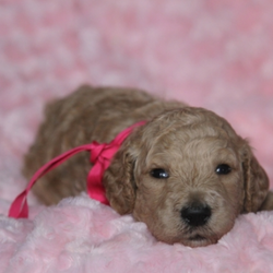 Clover/Goldendoodle/Female/6 Weeks,Clover is a classic beauty! Her soft, luscious coat will be the envy of all who see her! She has a wonderful temperament and shows it with her calm and peaceful nature. She loves to play, but is happiest just being with you. Clover has been lovingly raised. She will arrive up to date on her vaccinations, vet checked and spoiled. Don't miss out on bringing this cutie home to your family. Once she is with you, you will wonder what you ever did without her!