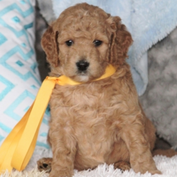Liberty/Goldendoodle/Female/7 Weeks,Ready for a lifetime of endless love? Then look no further, because I am going to do my very best to always please you. I will love you and be your fur-ever best friend. I come up to date on my vaccinations and have been socialized. Just look at me and you will see that I will complete you. I hope you pick me, as I have been custom made for someone special.