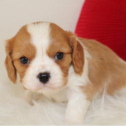 Samuel/Cavalier King Charles Spaniel/Male/11 Weeks,Hi, I'm Samuel! It's so nice to meet you! I've been waiting a long time for a wonderful family like yours. Will you bring me home? I sure hope so! We can cuddle, play fetch, and explore new things together. I don't mind bugs and mud pies are my favorite! I love to learn, and can't wait for you to teach me tricks! My vet says I'm super healthy and I'm up to date on my vaccinations. I hope to see you soon! Lots of puppy kisses, Samuel.