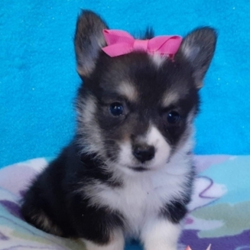 Eloise/Pembroke Welsh Corgi/Female/10 Week,Meet Eloise! This beautiful, baby-doll faced princess can't wait to venture off to her new home. Once you meet her, you'll never want to let her go! She hopes you like getting puppy kisses because she's not shy about giving them out! Eloise will arrive healthy with her vaccinations up to date and pre-spoiled. She is so excited to meet you. She can't wait to jump into your arms and shower you with puppy kisses!