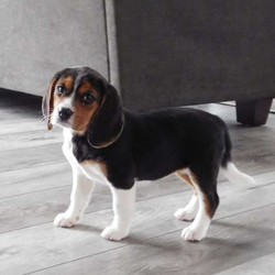 Betty/Beagle/Female/13 Weeks,Betty is an attractive Beagle puppy who is waiting to meet you! This handsome pup is vet checked, up to date on shots & wormer and comes with a 30 day health guarantee provided by the breeder. Betty is also being family raised around children and can be registered with the UKC. For more information please contact the breeder today!