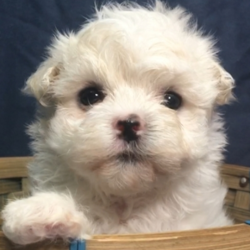 Leia/Maltese/Female/12 Weeks,Introducing Leia! She is just as cute as a button. She's active and strong. She's also curious and brave. She gives the sweetest kisses. When she comes home to you, she will be vet checked and up to date on her vaccinations. Give us a call today and make those sweet kisses all yours! Leia will be coming home to you up to date on her vaccinations and will have a full head to tail checkup. Don’t miss out on this lovable girl. She will be the perfect puppy addition to your family!