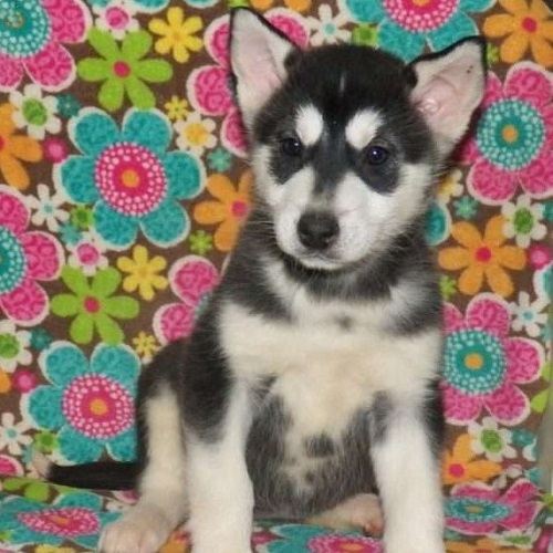 Jade/Alaskan Malamute/Female/19 Weeks Jade/Alaskan Malamute/Female/19 Weeks,Meet Jade, a charming Alaskan Malamute puppy ready to be your new best friend! This angelic pup is vet checked and up to date on shots and wormer. Jade can be registered with the ICA and comes with a health guarantee provided by the breeder. To find out more about this family raised pup, please contact Amos today!