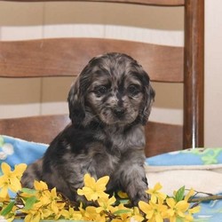 Lea/Cockapoo/Female/8 Weeks,Meet Lea, a Cockapoo puppy who is being family raised with children. This social pup is up to date on shots and wormer plus she comes with a health guarantee provided by the breeder. To arrange a visit and learn more about Lea, contact the breeder today!