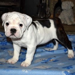 Bloomers/English Bulldog/Female/15 Weeks,Bloomers is a good looking English Bulldog puppy that is family raised and socialized. This adorable gal is vet checked as well as up to date on vaccinations and dewormer. She can be registered with the CKC and comes with a health guarantee that is provided by the breeder. Please give the breeder a call if you would like to welcome Bloomers into your family!