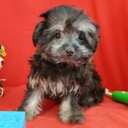 Dylan/Havanese/Male/19 Weeks ,Meet Dylan! He's a spunky little dude that knows how to keep you on your feet. He loves anything stuffed and his head tilts whenever he hears a squeak. This little guy will be sure to amuse you with a lifetime of memories. He loves walks and to be outside. Night time is the best time however, when he snuggles up to you and puts his head on your shoulder, it's just priceless. He will come to his new home up to date on his vaccinations. Dylan is truly one of a kind, so hurry and pick him! He will be sure to shine and make every day for you happy a one.