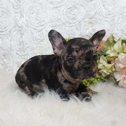 Frankie/French Bulldog/Male/7 Weeks,Say hello to this playful French Bulldog puppy, Frankie! He has the cutest face and the breeder offers a 6 month genetic health guarantee. Frankie is up to date on shots and dewormer, plus will be vet checked. This sweet guy is already microchipped and he can be registered with the AKC. If you are interested in learning more about this pup, contact the breeder today!