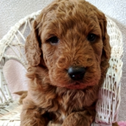 Jolie/Goldendoodle/Female/5 Weeks ,Jolie is the one you have been looking for! She's perfect in every way! She is outgoing, playful, loving, and charming. She will be the talk of the town. Just look into those eyes and tell me you don’t agree. She is always so sweet and wants to please. She's always doing something cute to grab your attention and it always works! Jolie is very healthy and will come to you up to date on vaccinations and pre-spoiled. She is going to be a great addition to your family and she can't wait to meet you! Don't miss out on this cutie!