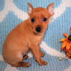 Ginger/Miniature Pinscher/Female/10 Weeks ,Check out this sweetheart! Ginger's ears are always perky, and her beautiful red colored coat sets her apart from all the others! She is inquisitive, playful and has the best personality. She's always ready to play or snuggle. She will come home to you up to date on her vaccinations, and a head to toe exam by her vet, so all you have to worry about is all the love added to your life.