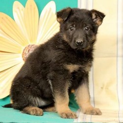Acadia/German Shepherd/Female/11 Weeks,Meet Acadia, an active and friendly German Shepherd puppy. This pup is vet checked, up to date on vaccinations and dewormer plus the breeder provides a health guarantee for him. And, she can be registered with the AKC. To learn more about Acadia, contact the breeder today!