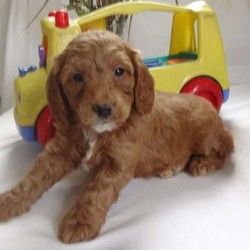 Alvin/Cockapoo/Male/11 Weeks,Meet Alvin, a sweet and lovable Mini Cockapoo puppy ready to give you lots of puppy snuggles! This charming pup is up to date on shots and wormer, plus comes with a health guarantee provided by the breeder. Alvin is family raised with children and would make a sweet addition to anyone’s family. To find out more about this heartwarming pup, please contact Amos & Aerie today!