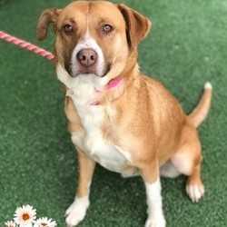 Adopt a dog:IZZY/ Labrador Retriever / Hound Mix/Female/Young,Meet Izzy! Izzy is a darling 1 !/2 year old girl who weighs only 43 pounds. A great size for any home. Izzy came to the shelter as a little lost girl on 02/11 and was not found by her family. Izzy loves to play with toys and she loves treats and will take them gently from your hand. She sits when told and is good on leash making for a good running buddy. Izzy is current on her vaccines, now spayed, tested negative for heart worms and will be micro-chipped upon adoption. You will find Izzy waiting in run 54 and her ID# is 620951.Please note, all of the pet listings on Friends of Shelter Animals for Cobb are done by volunteers, not shelter staff. If this pet came in as lost (not an owner surrender), we don't know how they might be with children, other pets, or if house trained. You can bring your pet to the shelter for a meet & greet with your potential new best friend. When calling the shelter about a cat or dog, please use THE ID NUMBER, names are oftentimes made up by volunteers.This pet and many others are available for adoption from the Cobb County Animal Shelter.1060 Al Bishop Drive Marietta, Georgia 30008, (770) 499-4136 for more information. Shelter hours are: Tues. - Sat. 9:30 a.m. to 5:30 p.m. & Sundays 2:00 p.m. to 5:00 p.m., CLOSED Mondays & Holidays.