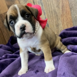Hadley/Boxer/Female/8 Weeks,Meet Hadley! This beautiful, baby-doll faced princess can't wait to venture off to her new home. Once you meet her, you'll never want to let her go! She hopes you like getting puppy kisses because she's not shy about giving them out! Hadley will arrive healthy with her vaccinations up to date and pre-spoiled. She is so excited to meet you. She can't wait to jump into your arms and shower you with puppy kisses!