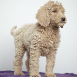Eleanor/Goldendoodle/Female/11 Weeks,Talk about gorgeous! This cutie has everything you could ask for: looks, personality and attitude! She loves to walk around strutting her stuff! She’s pre-spoiled and is treated like the little princess she is. Eleanor will have a nose to tail vet check and arrive up to date on her vaccinations. You can’t go wrong with this cutie. Eleanor is so anxious to meet her new family. Her bags are packed and ready to go!