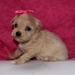 Ashley/Maltipoo/Female/6 Weeks,This little clown may be just what the doctor ordered. Ashley is cute, loving, and loves to spend time with you. Her silly tricks will be sure to add so much happiness and joy to your life. Her wiggles and tail wags will constantly be making you smile. She'll know just how to cheer you up when you've had a bad day and she'll make the good days even better! This little sweetie will be coming home to you vet checked and up to date on her puppy vaccinations. Call about Ashley today. She is waiting to join her new family!