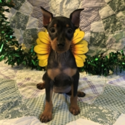 Celeste/Miniature Pinscher/Female/13 Weeks,Meet Celeste! She is sure to make your life complete with every puppy kiss and tail wag. She is a wonderful little girl who loves to cuddle, but also knows how to play and have a good time. Celeste will come home to you current on vaccinations and with our vet's seal of approval. Don't miss out on this one of a kind puppy, as she will bring your family closer together with her infectious personality and warm heart!
