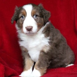 Lynea/Australian Shepherd/Female/12 Weeks,Lynea is a sharp looking Australian Shepherd puppy with a playful spirit. She has been vet checked, is up to date on shots and wormer, plus is being family raised around children. She also comes with a 30 day health guarantee provided by the breeder and can be registered with the AKC. Lynea’s mother is the family’s beloved pet and is available to meet as well. With her attractive coloring and markings she is sure to put a smile on your face. To learn more about this fun-loving pup, please contact the breeder today!