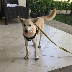 Adopt a dog:Mr Twinkle/ Shiba Inu / Thai Ridgeback Mix/Male/Young,Mr. Twinkle is a male Shiba Inu/Thai Hound mix. He weight about 31lbs and is about 11 months old. Mr. Twinkle was found tied up 24/7 on a shorty leash in Thailand at just 2months old. His pictures reflect his journey since taken in as pup. He is now 9 months old and doing great. Mr. Twinkle is loyal, great on and off leash and loves walking, and playing with dogs. He has a fun quirky personality and is finding himself as he is coming into adulthood. He can be toy and food aggressive sometimes with dogs but not humans. Best to feed him away from other dogs.We are unsure about children currently. So I cant say for certain he would be good fit. He is ok with cats but needs to be reminded of his place with them at times. He is still a young dog with a bit of a chaotic start in life and needs a steady confident owner to call his own to help his sort it all out. He is UTD on all vaccines and is neutered and chipped. He had to have surgery on both his patella’s but is doing well. Currently, his activity level needs to be monitored for a bit to allow him more time to continue to heal. If you think you can give Mr. Twinkle a good forever home he is waiting to hear from you.