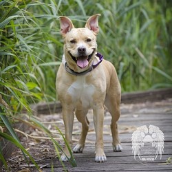 Adopt a dog:Coach/Labrador Retriever / Golden Retriever Mix/Male/Adult,Coach has been through training at https://www.patientpawstraining.com/home.html and his instructor says he did PAWTASTIC! He has mastered Sit, down, come when called and leash walking! You should check out Coach and his new manners! Coach was born May 10th 2014. He is a Lab Golden Retriever Mix. He is such a good boy, Potty trained. He Loves going for long walks on the beach or on the trail. He is easy going like that. He is a Couch buddy and even has been known to sleep in the bed and lay on the pillow next to you. Coach was adopted at 8 weeks old and returned because of the family having a baby, He was not fond of the toddler crawling on him and his family was to nervous to keep him around. Coach has been around plenty of kids since then but well behaved kids are a must, and we would like the children to be over 8 years old. We believe that we teach baby how to treat dog, not dog tolerate baby behavior. Coach would love a family that also feels that way. Coach is really the real deal here folks. He is a total LOVE bug and loves to play with toys and fetch! He loves to swim and will play in a pool all day if you allow him to. Coach would love a family with older kids so he can play fetch and tug of war with them.Thank you for your interest in adopting a pet from Guardians of the Green Mile Inc. We are a group of individuals that have come together to save the lives of animals that are in danger of being euthanized. We raise funds to fully vet the animals and to provide them with a stable home until they are adopted. All of the dogs in our Rescue are in Foster homes while they are looking for their forever family. The only time we put a dog in boarding is for a Foster to go on vacation if another Foster is not able to care for them. We appreciate your taking the time to fill out the application to adopt one of our Guardians of the Green Mile pets. The questions that we ask are to only find the right fit for all of our dogs and the families that will be adopting them. Adoption fees are $300 for dogs that are 1 year and older. $350 for puppies under 1 year. Included in the adoption fee: All animals will be fully vetted, micro chipped and spayed or neutered. (Deposit of $50.00 required if they are not old enough to have the surgery) Renter’s will be required to submit a copy of their lease agreement to verify Landlord and also All Fosters and Adopters that have personal animals must be spayed / neutered. Age appropriate and healthy enough for surgery, we will verify that with the reference call to your Veterinarian. We are 100% volunteer operated and will process your application within a few days to a week depending on volunteer availability. We will be checking with your veterinarian and personal references, please let them know ahead of time. Applicants will be interviewed and require a home visit before being approved to adopt or foster a dog from GOTGM. Here is the link to our Adoption or Foster Application http://jotform.us/form/43196636952162 Please complete the form to the best of your ability. Enter N/A if a question does not apply to you. Applicants must be 21 or older. Thank you Guardians of the Green Mile.