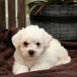Alvin/Bichon Frise/Male/9 Weeks,Alvin is a sharp looking Bichon puppy that can’t wait to go on an adventure with you. This cutie is very mellow and will make the perfect pet. Alvin is vet checked and up to date on shots and wormer. He can also be registered with the ACA and comes with a health guarantee provided by the breeder. To welcome this perfect pup into your home please contact the breeder.