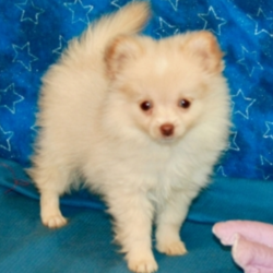 Linzee/Pomeranian/Female/10 Weeks,Talk about gorgeous! This cutie has everything you could ask for: looks, personality and attitude! She loves to walk around strutting her stuff! She’s pre-spoiled and is treated like the little princess she is. When arriving to her new home, Linzee will arrive up to date on vaccinations, vet checked, and pre-spoiled. Imagine waking up to loving puppy kisses every morning! Hurry, this cutie has her bags packed and is ready to venture off to her new home!