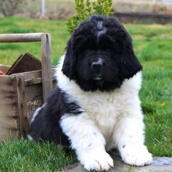 Cotey/Newfoundland/Male/7 Weeks,Cotey is a fluffy Newfoundland puppy that can’t wait to meet you! This adorable fella is very friendly and will make the perfect pet. Cotey is vet checked and up to date on shots and wormer. He can also be registered with AKC and comes with a health guarantee provided by the breeder. To welcome this perfect pooch into your home, please contact Jason today.