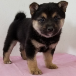 Emma/Shiba Inu/Female/7 Weeks,"Hello there! My name is Emma and I want you to pick me! I love to snuggle and be as cute as can be! My parents said I'm perfectly healthy and up to date on my puppy vaccinations. Being loved makes me happy and all I want is a nice family to take care of me. I love to play and to take long naps. If I'm chosen to join your family, I'll be the best puppy you could ever ask for; I promise! Make the call now and find out how to bring me home!"