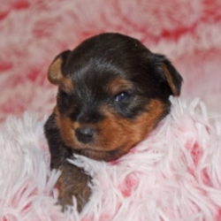 Ryker/Yorkshire Terrier/Male/5 Weeks,“Well, hello there! My name is Ryker and I'm a little heartthrob. I’ve been told that I am extremely playful and peppy, loads of fun, personable, oh and I like to be spoiled. I am excited and ready to pack my bags for all the impromptu walks we will have together. Trust me! You need me in your life, as much as I need you in mine. Will you take me home with you? Then call now, before someone else does.”