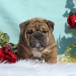 Lincoln/English Bulldog/Male/7 Weeks,Lincoln is the English Bulldog puppy you have been searching for! This family raised cutie is vet checked, up to date on shots and dewormer, plus comes with a one year genetic health guarantee provided by the breeder. Lincoln is used to lots of attention and TLC and he can’t wait to give you lots of puppy kisses! He can be registered with the AKC and his lovable personality will melt your heart as soon as you meet him. If you would like to learn more about this playful guy and how you can bring him home, please contact Lucy today!