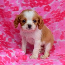 Hopper/Cavalier King Charles Spaniel/Male/9 Weeks,Hopper is a charming Cavalier King Charles Spaniel puppy that can’t wait to be your new best friend! This cuddly pup is family raised with children and spoiled with love. Hopper is vet checked and up to date on shots and wormer. He can also be registered with the AKC and comes with a health guarantee provided by the breeder. To welcome this cutie into your home please contact Benuel today!