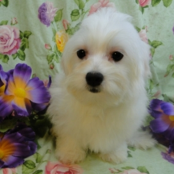 Erin/Coton de Tulear/Female/21 Weeks,Erin is a real goof. She is the most playful of the litter and has a charming personality. She is very sweet, loving and loves to cuddle. This little girl comes already microchipped for her protection. She will be sure to come home to you up to date on her vaccinations and vet checks. We also send her home with a care package to include a small bag of Eukanuba Small Breed Puppy food, collar, lead, toy and her own blankey.