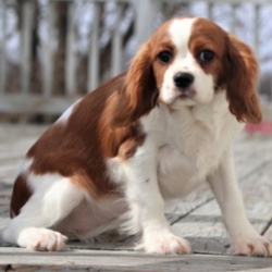 Silas/Cavalier King Charles Spaniel/Male/20 Weeks,“I know you've been looking for the perfect puppy and I think I have all the right qualifications for the position. First, I'd like to say that I have a lifetime experience of being cute. I've been a cutie since the day I was born! My fur is unlike any other and my cute face has been known to melt a heart or two. Next, I am versatile. I am always ready for hours of play or even a day full of movies and snuggles. I also happen to be well-socialized; I'll get along with anyone who comes my way. I even have references. The person in the white coat says I am healthy and ready to go. I sure hope I get the job because I'd love to come home to you!”