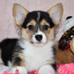 Meg/Pembroke Welsh Corgi/Female/9 Weeks,This cutie is Meg! She’s just a doll. Her coat is soft to the touch. Just one look into those eyes and you’ll be in love. Meg loves to be spoiled, and would love nothing more than to have a family she can call her own. She loves to run around and play, she will not leave you with any dull moments. She will make a great companion. Meg will have a complete nose to tail vet check and arrive up to date on her puppy vaccinations. She’s ready to meet her new family! Hurry! Don’t let her pass you by!