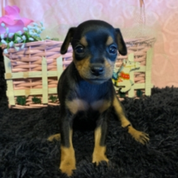 Madelyn/Miniature Pinscher/Female/4 Weeks,This little treasure is Madelyn! Madelyn can't wait to pack up her bags and head to her new home. She has been waiting patiently for you. She will be vet checked, up to date on vaccinations, and pre-spoiled before arriving to you, so she will be ready for your love. She is ready to shower you in puppy kisses. Pick up the phone and make Madelyn a part of your family today!