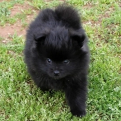 Maxwell/Pomeranian/Male/6 Weeks,“If you are looking for the perfect puppy then you can just stop looking because I am the one for you. I'm lovable, fun, and healthy too! I have been vet checked from head to tail and I'm up to date on my puppy vaccinations, so I will be ready for all types of adventures with you! If you want a puppy who will be by your side for years to come, pick up the phone and call about me now!”