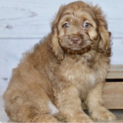 Ranger/Cockapoo/Male/12 Weeks,“Hi, I'm Ranger and I will just do everything I can to make you happy. I will just fill your life with love and kisses. Imagine all the cool things we can do together! And when we're done, we’ll cuddle together. I will arrive up to date on vaccinations and vet checked from head to tail. I can't wait to meet you! Oh, and did I mention that I give world-famous puppy kisses? Don’t miss out on them!”