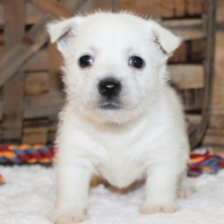 Teal/West Highland White Terrier/Male/5 Weeks,This big boy is the perfect package. Teal is ready to wiggle his way into you home and heart. He is a sweet and handsome little guy that is sure to draw a crowd when you are out and about. This boy can’t wait to shower you with all the puppy kisses he has to offer. He is very sweet and I'm sure you'll fall in love with him at first sight. Teal will have a complete nose to tail vet check and arrive up to date on his vaccinations. Don't miss out on bringing this cutie home to your family!