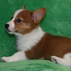 Asa/Pembroke Welsh Corgi/Male/12 Weeks,Meet Asa! He is a sweet boy that loves to play, but also enjoys getting in some good snuggle time. Be careful! He gets attached quickly and will be sure to melt your heart with lots of puppy kisses. Asa will arrive up to date on his puppy vaccinations and vet checked. He can't wait for you to take him to the dog park to play. This little prince is one of a kind and won’t last long! Take him home today and make him your new furry family member.
