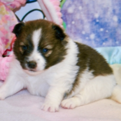 Layna/Pomeranian/Female/3 Weeks,Meet Layna! She is sugar, spice, and everything nice! Layna is a sweet girl who loves to play, but also enjoys getting in some good snuggle time. Be careful! She gets attached quickly and will be sure to melt your heart with lots of puppy kisses. Layna will arrive up to date on her vaccinations and vet checked. She can't wait for you to take her to the doggy salon, so she can keep up with her good looks. This little princess is one of a kind and won’t last long! Take her home today and make her your new furry family member.