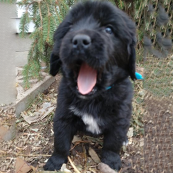 Puppy/Newfoundland/Female/25 Weeks,This advertiser is not a subscribing member and asks that you upgrade to view the complete puppy profile for this Newfoundland, and to view contact information for the advertiser. Upgrade today to receive unlimited access to NextDayPets.com.