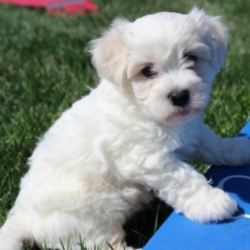Craig/Coton de Tulear/Male/6 Weeks,This darling boy is ready to be shown off to your friends! Craig is a handsome pup that wants to light up your life. will have a complete nose to tail vet check and arrive with a current health certificate. He will love running around town with you doing errands or snuggling at home to relax. Craig is eager to find his forever home. Don’t miss out on this spectacular companion.