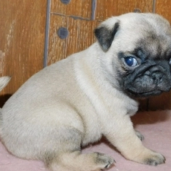 Buster/Pug/Male/5 Weeks,"Hi, I'm Buster! It's very nice to meet you. I'm a very outgoing puppy and I'm looking for a family where I would fit in! If you think you could be that family, then hurry up and pick me. I will be up to date on my vaccinations before coming home to you, so we can play as soon as I get there. I'm very excited about meeting my new family, so please don't make me wait too long!"