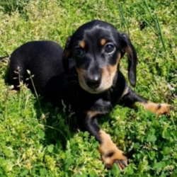 Jackie/Dachshund/Female/7 Weeks,Jackie is quite the loving companion. She will make you wonder how you ever got along without her. Jackie will surely make you smile with all her adorable antics. This cutie hopes she can go home to you, so she can bring you all her love and puppy kisses. Jackie promises to always be by your side as your most faithful, four-legged companion. Wouldn't you love to make Jackie yours today? Don't miss out!