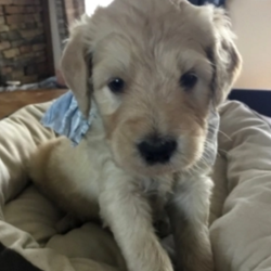 Dahlia/Goldendoodle/Female/4 Weeks,Meet Dahlia! This lovable pup is currently searching for a good, loving home to call her own. Whether playing all day or relaxing on the couch, Dahlia promises to be your most loving companion. Dahlia will arrive healthy, happy, and current on vaccinations and vet checks. This cutie promises to bring much joy to your home. Don't miss out on making this special girl your very own. Puppy kisses are waiting!