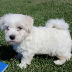 Craig/Coton de Tulear/Male/6 Weeks,This darling boy is ready to be shown off to your friends! Craig is a handsome pup that wants to light up your life. will have a complete nose to tail vet check and arrive with a current health certificate. He will love running around town with you doing errands or snuggling at home to relax. Craig is eager to find his forever home. Don’t miss out on this spectacular companion.